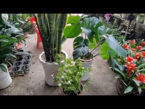 睡房 植物