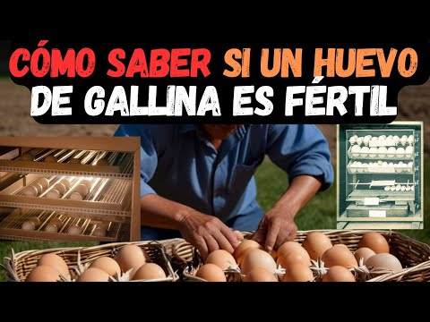 ¿Cómo saber si un huevo es fértil o no? 2024