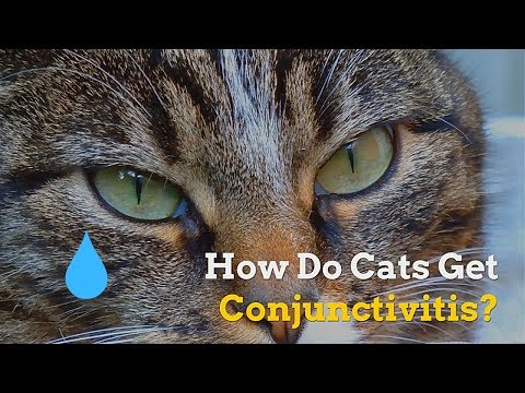 How Do Cats Get Conjunctivitis | Symptoms and Prevention