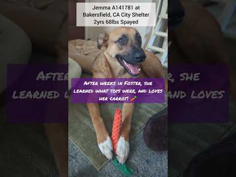 Jemma needs home/rescue + love ❤️ shelter dog in Bakersfield, CA