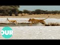 Pride of Lions Pounce On Springbok At Water Hole | Our World