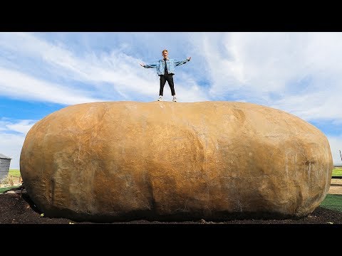 download lagu mp3 mp4 Potato House, download lagu Potato House gratis, unduh video klip Potato House