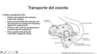 Fecundación y segmentación - Reproductor y desarrollo
