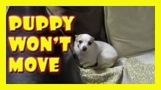 preview picture of video 'PUPPY WON'T MOVE! - Vlog #66'