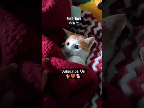 වැස්සෙ හුරතල් වෙන එයා ☃️🐈❤️ #badweather #heavyrainsrilanka #floodalert #catlovers #rainforsleep