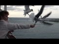 Feeding Seagulls In The Bahamas From Our Cruise Ship