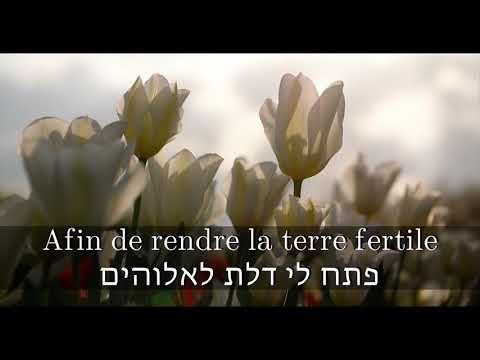 Alon Tamir feat. Latifa Ruth - Terre Fertile אלון תמיר - אדמה פוריה