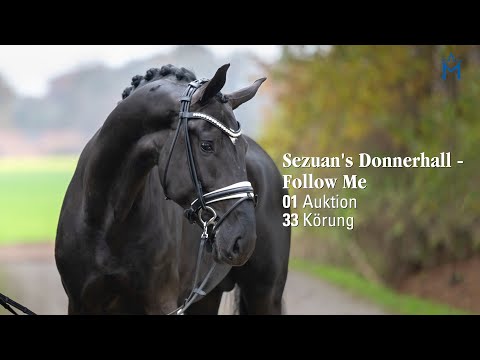 Nr. 1 Hengst v. Sezuan's Donnerhall - Follow Me