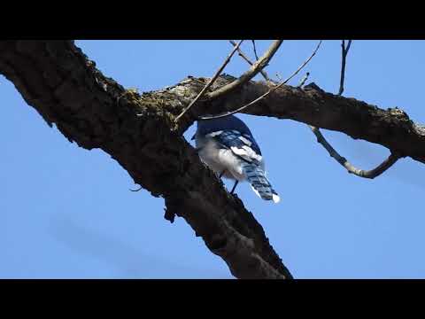 Blue Jay Calling