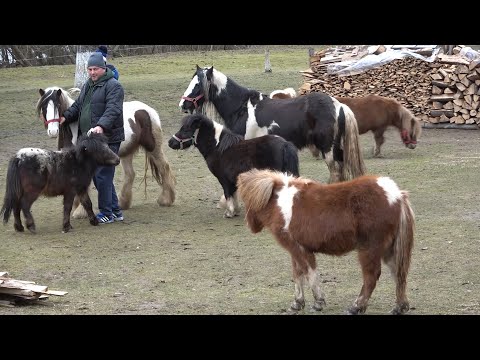 Prezentare ponei si cai mari Bratca, Bihor - 2022 Nou!!!