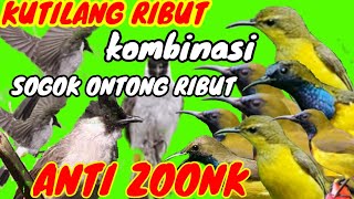 Download lagu suara pikat kutilang ribut kombinasi edan sogok ontong ribut menjerit kejepit durasi panjang mp3
