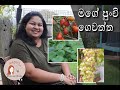 මගේ පුංචි ගෙවත්ත Summer Backyard Tour 2021 Small Container Garden Sinhal