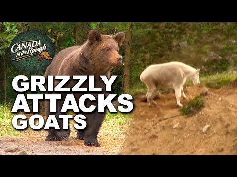 Giant Grizzly Bear Attacks Goats Caught on Camera UNBELIEVABLE!!! | Canada in the Rough