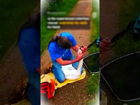Kind Stranger Stops To Help Swan With Mysterious Condition #rescue #animals #usa