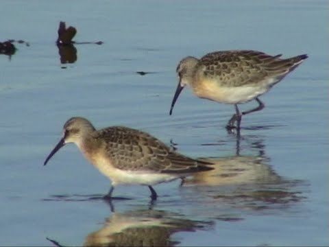 Watvögel an der Küste und im Binnenland. Waders.  Ein Video von KLAUS TAUX