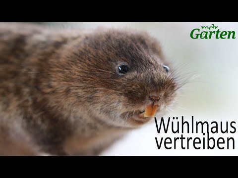 Wühlmäuse aus dem Garten vertreiben! | MDR Garten