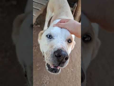 Vídeo de BOWIE