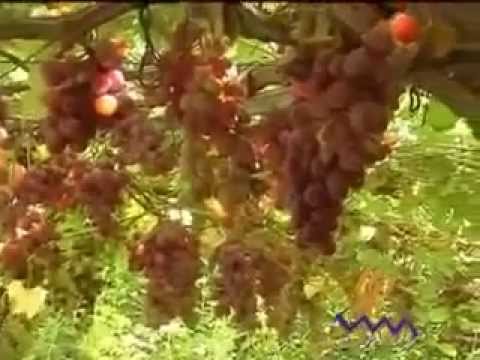 amazing hydroponic farming system 16