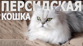Какую кошку выбрать людям этих типажей, чтобы она стала лучшим другом?