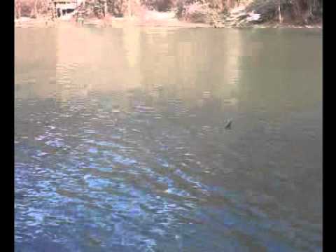 Boljevići na Drini, lov škobalja