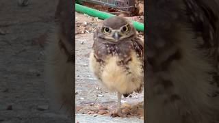 Linda Coruja no jardim! #aves