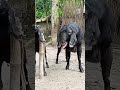 Female And Male Goat