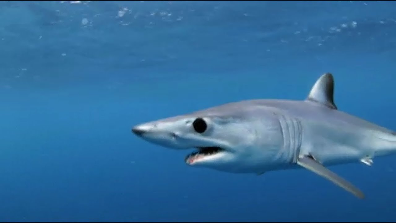 When Sharks Attack - Brazilian Portuguese Narration