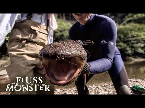 Der japanische Riesensalamander: noch nie zuvor gesehen | S3 E03 | Fluss Monster