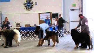 preview picture of video 'Sasha, Kyi, Trip - Lynden Dog Show - May 18, 2014'