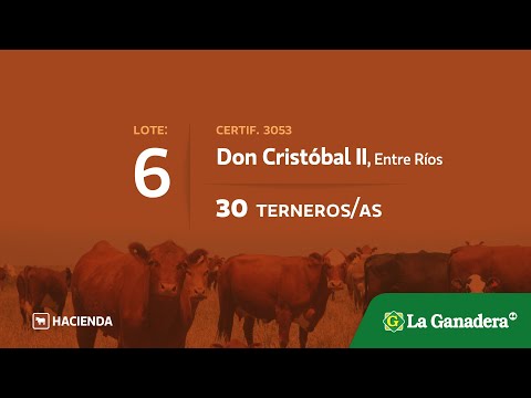 Lote Terneros/as en Don Cristobal II