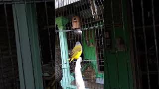 Download lagu Sikatan kepala abu abu gacor  dor d mojokerto mp3