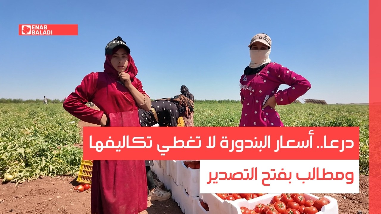 درعا.. أسعار البندورة لا تغطي تكاليفها ومطالب بفتح التصدير
