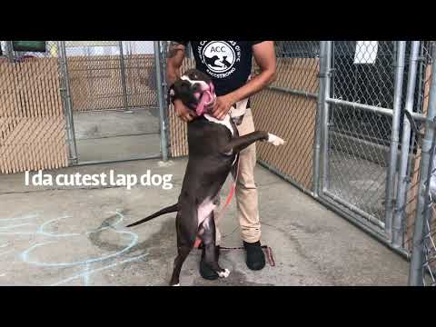 Midnight 101102 | The Ulti-Mutt Relationship 💝