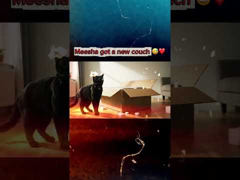 Meesha vs. The Couch: When Online Shopping Attacks 😹”