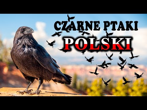 Find Out What's Going On Outside Your Window - Raven, Rook, Crow, Jackdaw? - Black Birds of Poland