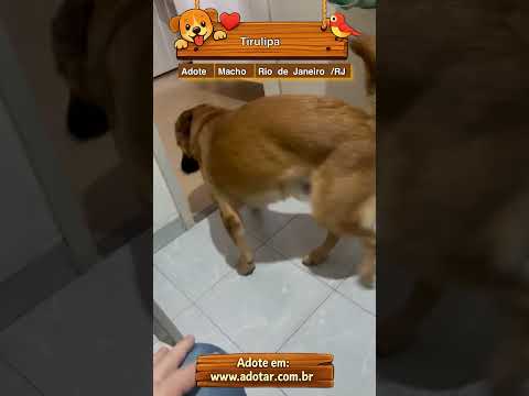 Vídeo de Tirulipa