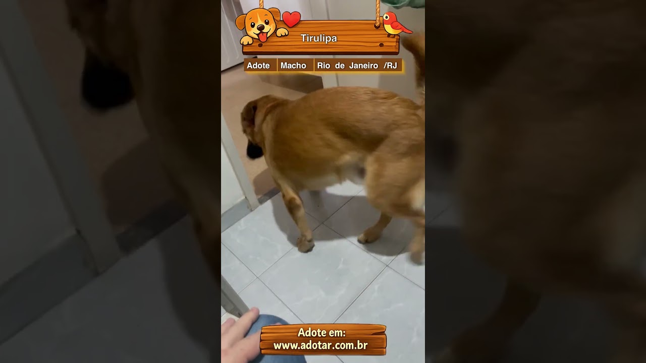 Cachorro raça SRD-ViraLata idade 3 anos nome Tirulipa