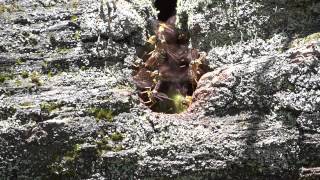 preview picture of video 'vespa lojeira ventilando a colméia - marimbondo - Agelaia multipicta Polistinae'