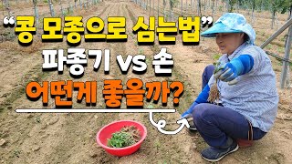 콩 파종기로 심었더니 이렇게 되었어요... 서리태콩 모종으로 심는방법 콩심는 시기 콩재배 - soybean …