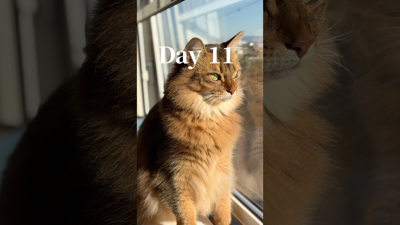 保護猫を迎え入れて3週間後こうなりました