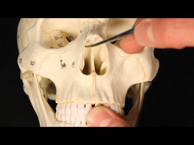 Výslovnost videa ethmoid bone v Anglický