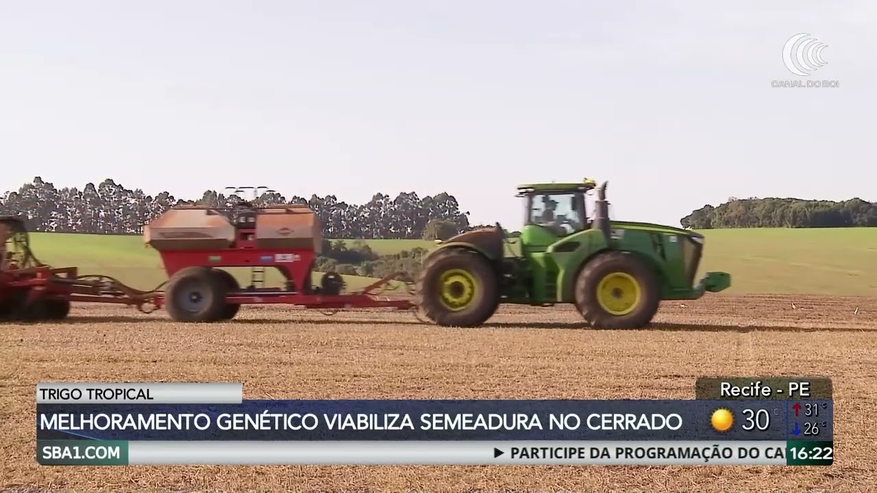 Trigo tropical avança como opção no Brasil Central