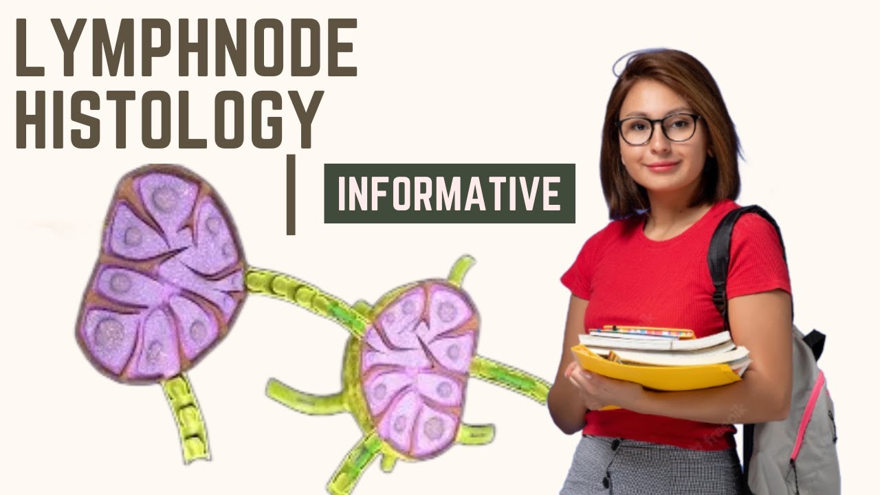 Lymph node Lymphatic system 3D 3D Model