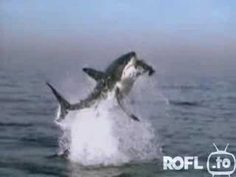 hai frisst robbe  hhammer geil 123