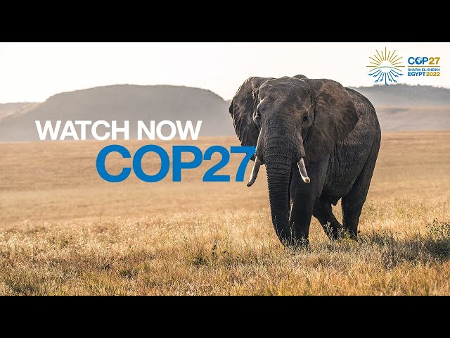 COP27: Time to cooperate, or die