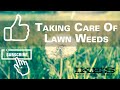 How to Control Weeds in Your Lawn - Dandelion Destroyer - Ike's Farm, Home, & Garden