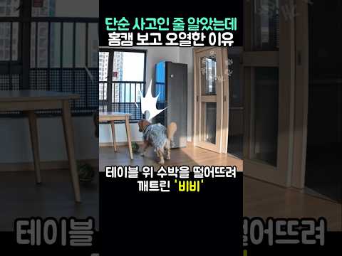 단순 사고일 줄 알았는데.. 홈캠 보고 오열한 이유