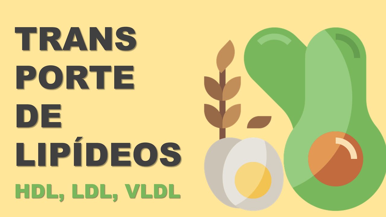 ABSORÇÃO E TRANSPORTE DE LIPÍDEOS | LDL, VLDL, IDL, QUILOMÍCRONS | Colesterol bom e ruim?