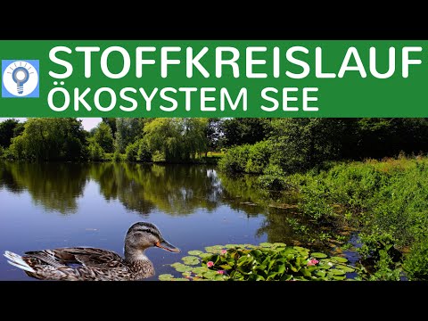 Stoffkreislauf - Nahrungsbeziehungen & Stickstoffkreislauf im Ökosystem See - Ökosysteme 3