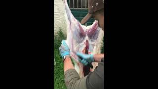 How to field dress and skin a goat